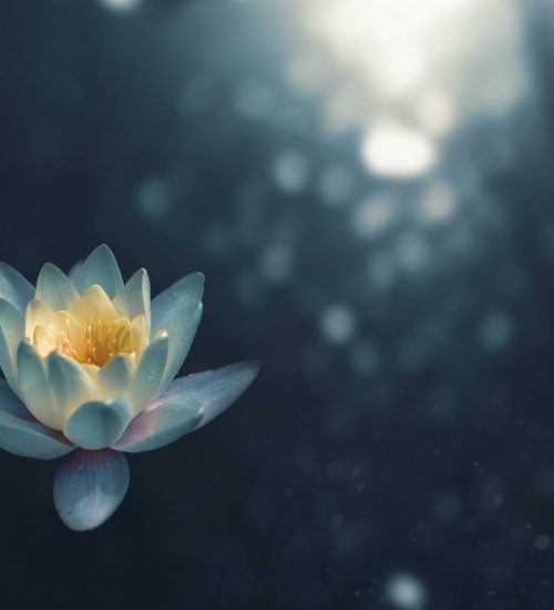 flor-de-loto